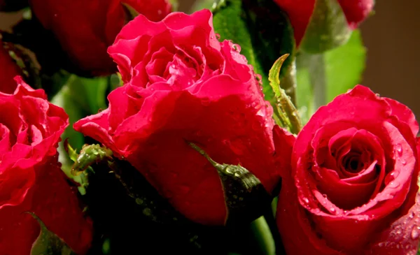 Розы с каплями — стоковое фото
