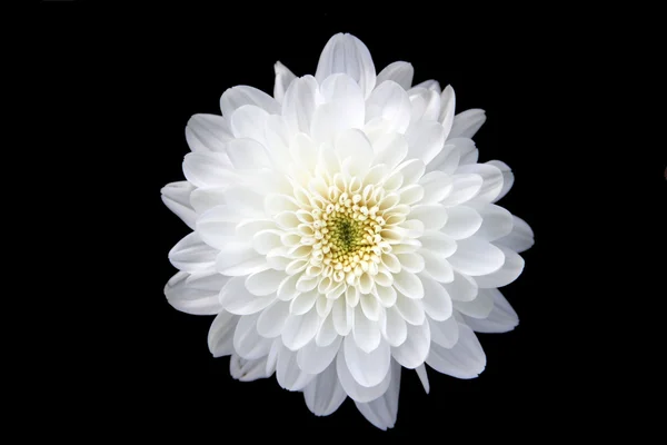 Білий хризантеми Стокове Фото