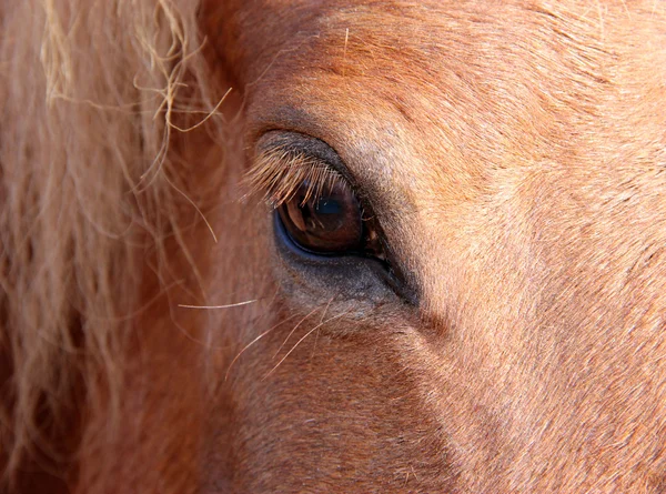 stock image Eye of a horse