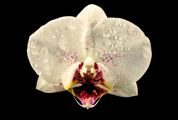 Orkidé med droppar Stockbild