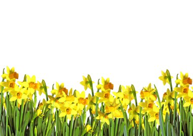 Border of daffodils clipart