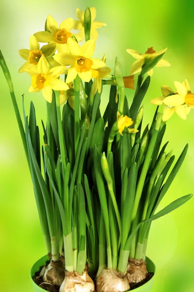 Daffodils of spring — Stock Photo, Image