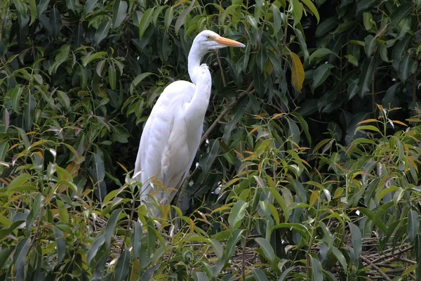 Egret in tree green — Stock Photo, Image