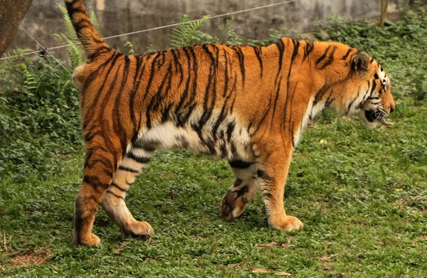 Tigre siberiano caminando — Foto de Stock