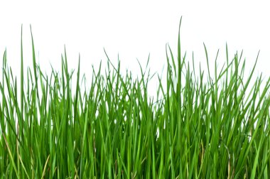 Grass on white background horizontal clipart