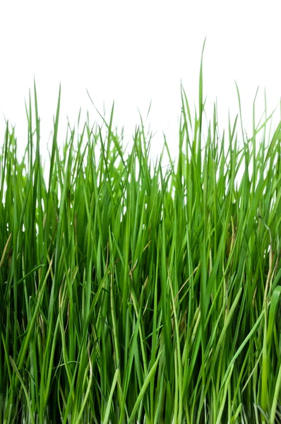 Трава на білому тлі вертикальна — стокове фото