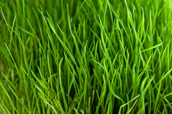 Hierba verde patrón de cerca — Foto de Stock