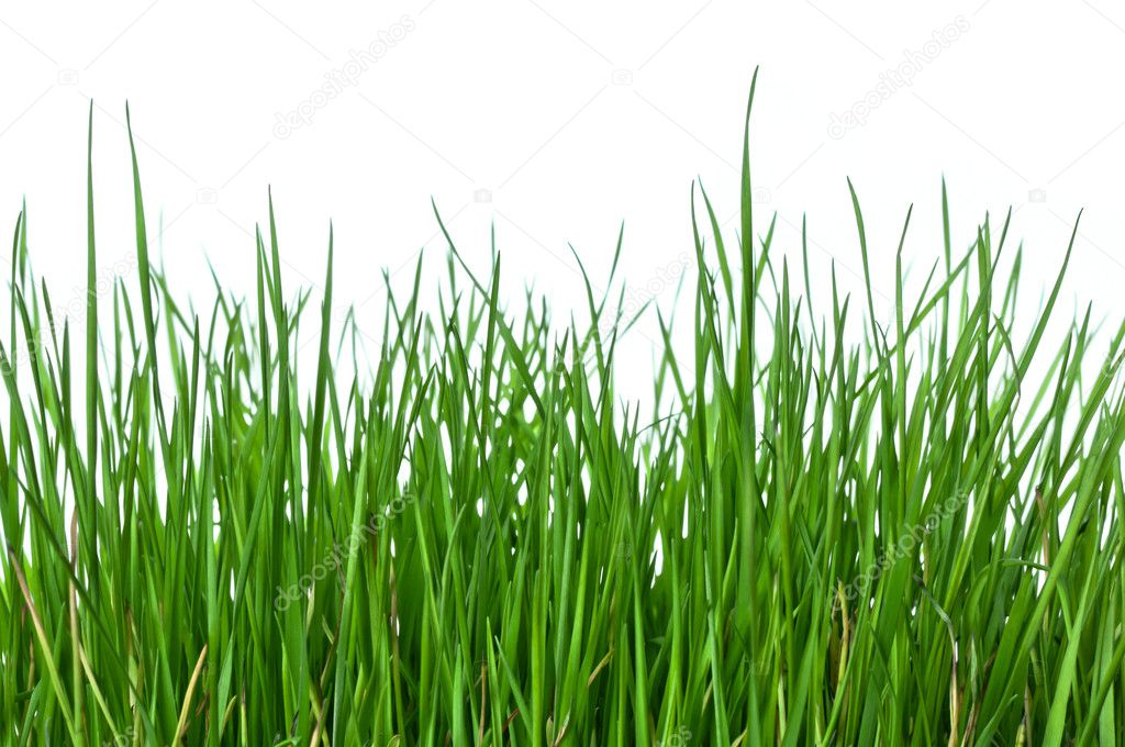 Grass on white background horizontal