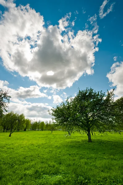 Tree on meadow landscape — Stock Photo, Image