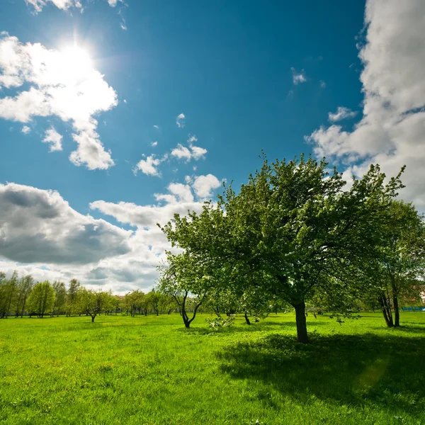 Tree on meadow with bright sun — Stock Photo, Image