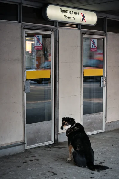 坐在关闭的门之前的狗 免版税图库照片