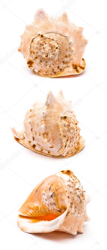Isolated big seashell