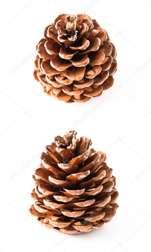 Isolated pine cone