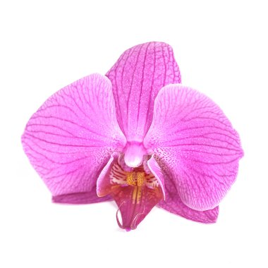 Blume orchidee natur bambus asien wellness zen blühen clipart