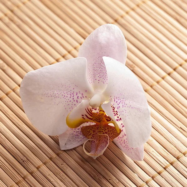 Blume orchidee natur bambus asien wellness zen blühen — Stock Photo, Image