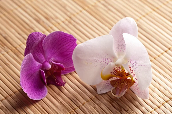 Blume orchidee natur bambus asien wellness zen blühen — Stock fotografie