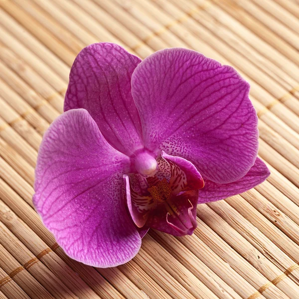 Blume orkidee natur bambus asien velvære zen blasthen – stockfoto