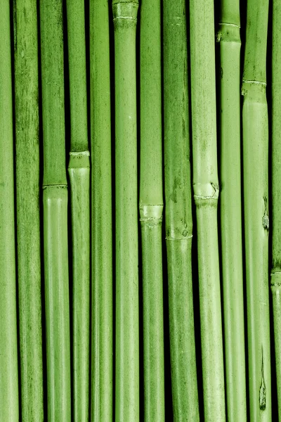 Бамбук в китайском панде — стоковое фото