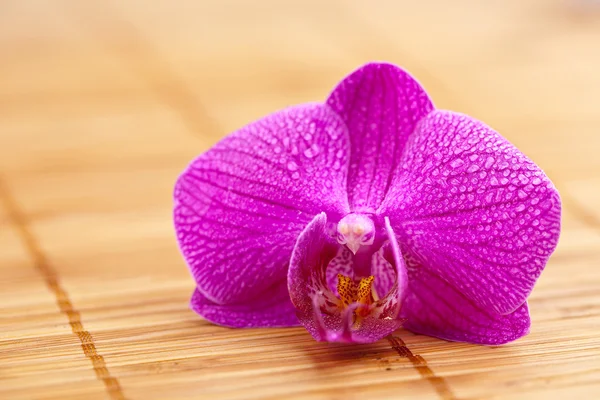 Blume orchidee natur bambus asien wellness zen blühen tropfen — Stockfoto