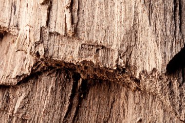 natrur baum holz struktur textur wald brett hintergrund kabul