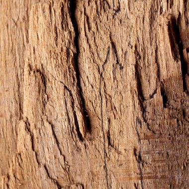 natrur baum holz struktur textur wald brett hintergrund kabul