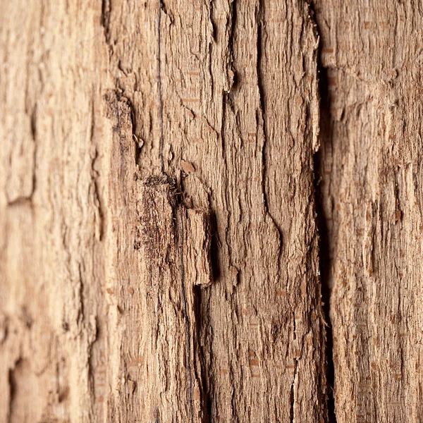 Natrur Baum Holz Struktur Textur Wald Brett Hintergrund Muster — Stock Photo, Image