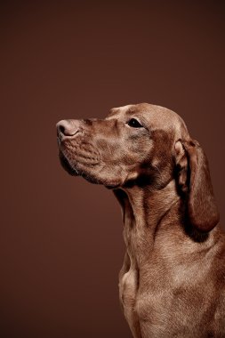 Weimaraner jagdhund kahverengi ungarisch rassehund katmanı