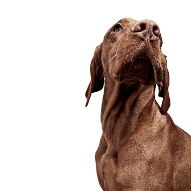 Weimaraner jagdhund kahverengi ungarisch rassehund katmanı