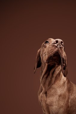 Weimaraner jagdhund kahverengi ungarisch rassehund katmanı