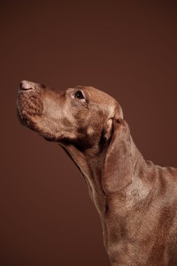 Weimaraner jagdhund kahverengi ungarisch rassehund katmanı