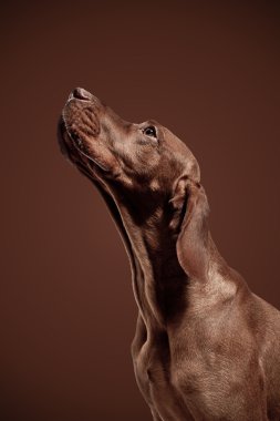 Weimaraner jagdhund kahverengi ungarisch rassehund katmanı