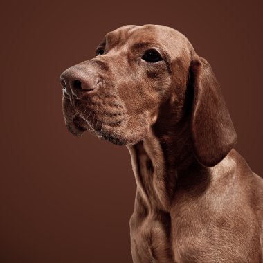 Weimaraner jagdhund kahverengi ungarisch rassehund katmanı