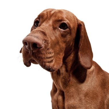 Weimaraner jagdhund kahverengi ungarisch rassehund katmanı