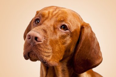 Weimaraner jagdhund kahverengi ungarisch rassehund katmanı