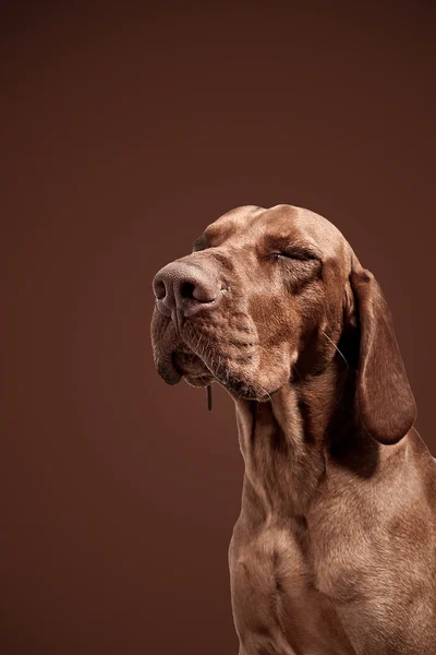 Weimarse staande hond jagdhund bruin ungarisch rassehund tier — Stockfoto