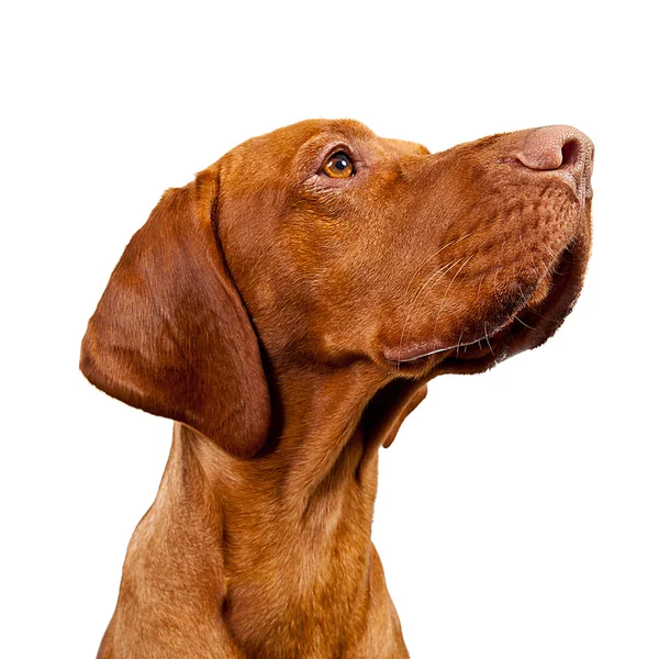 Weimarse staande hond jagdhund bruin ungarisch rassehund tier — Stockfoto