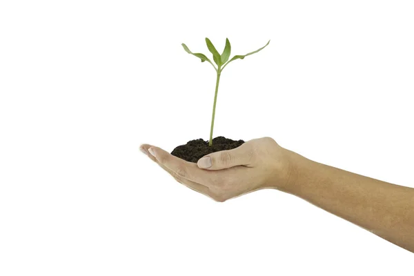 Hands with a growing plant — Stock Photo, Image