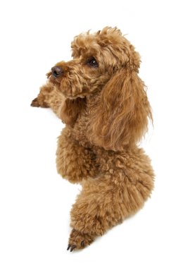 beyaz zemin üzerine altın kahverengi kaniş