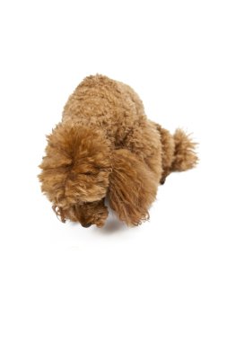 beyaz zemin üzerine altın kahverengi kaniş