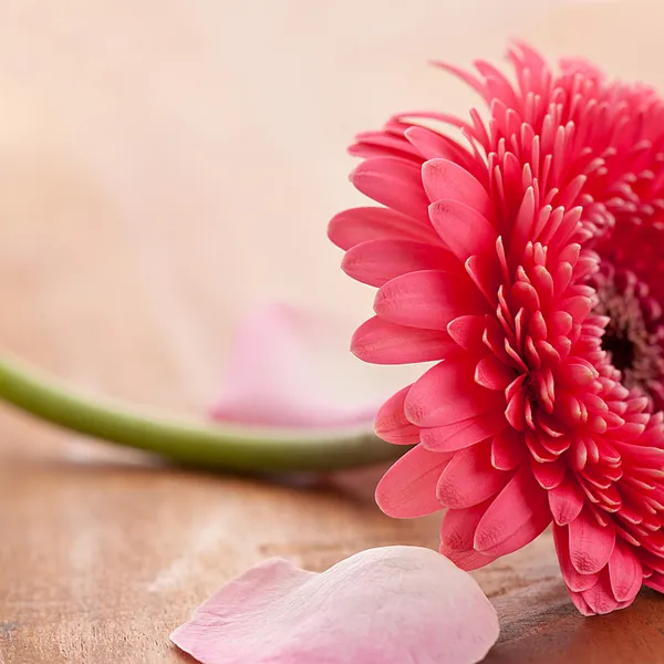 stock image Gebera flower with rose leafs on wooden background