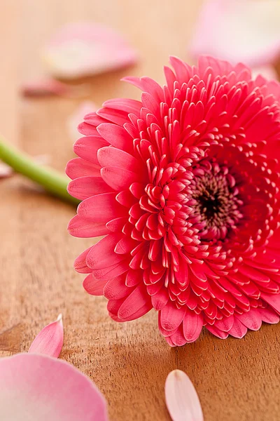 Gebera Blume mit Rosenblättern auf Holzgrund — Stockfoto