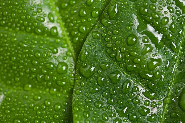 물 방울이 달린 녹색 잎 — 스톡 사진
