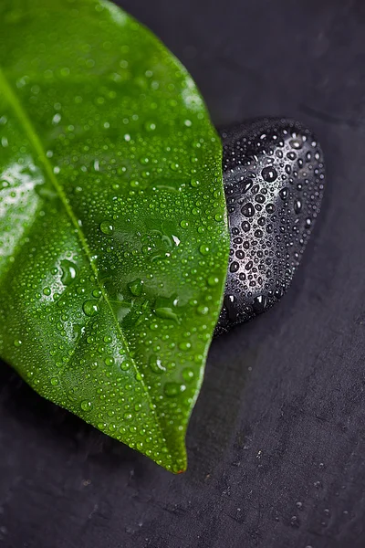 Hoja verde y piedra negra con gotas de agua — Foto de Stock