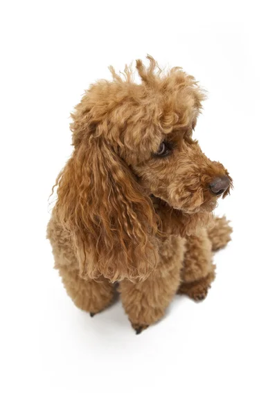 Golden Brown poodle em fundo branco — Fotografia de Stock