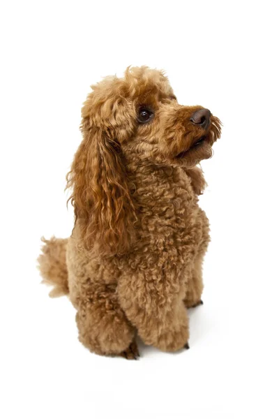 Golden Brown poodle em fundo branco — Fotografia de Stock