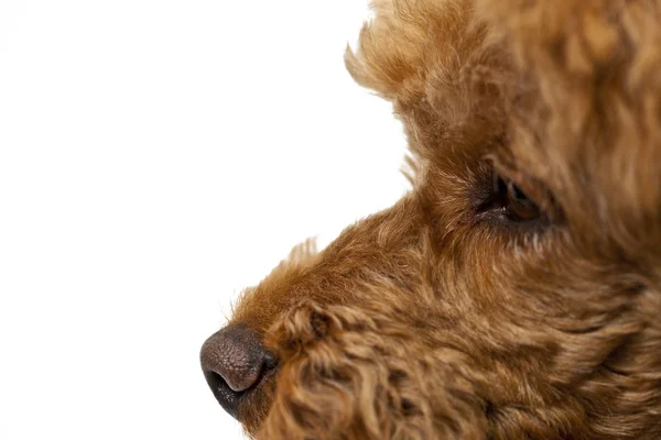 Golden Brown poodle on White Background — Stock Photo, Image