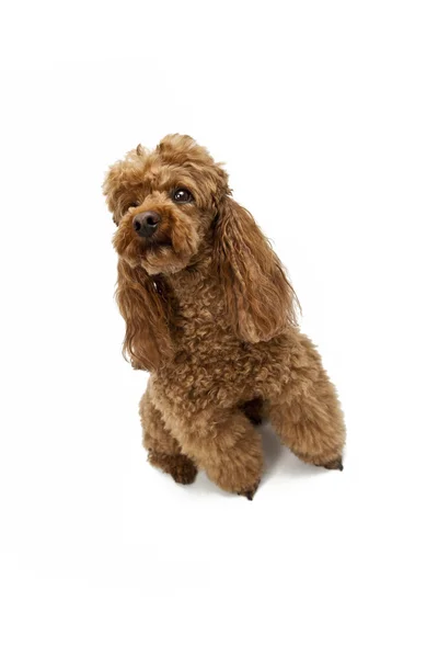 Golden Brown poodle on White Background — Stock Photo, Image