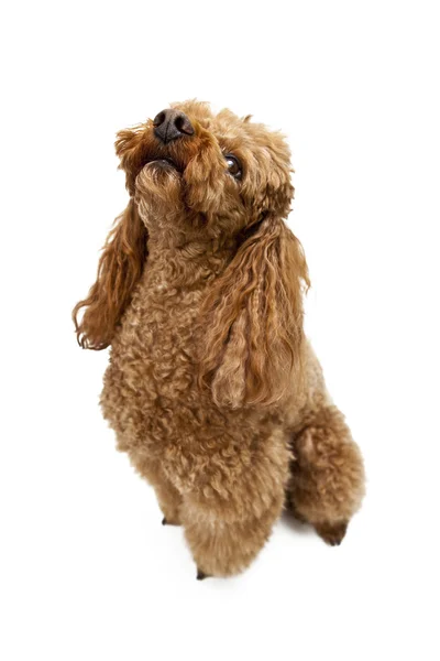 stock image Golden Brown poodle on White Background