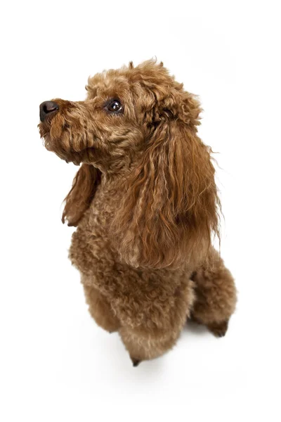 Golden Brown poodle em fundo branco — Fotografia de Stock
