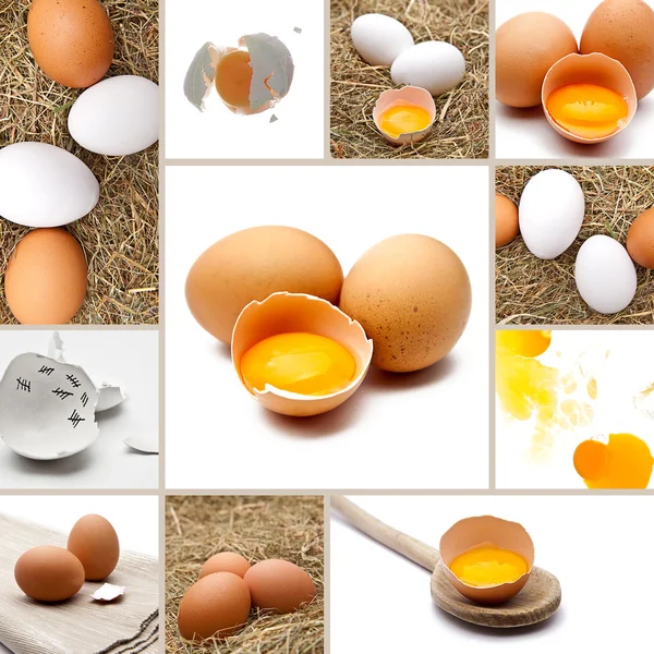 stock image Eggs Collage